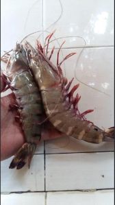 Tiger prawns 8-12 inches