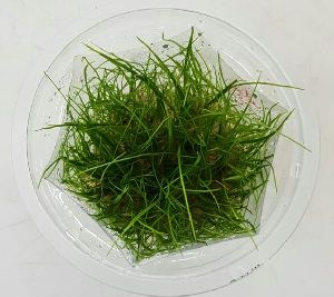 Dwarf Hairgrass Aquarium Plant