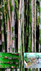 Kanak kaich bamboo