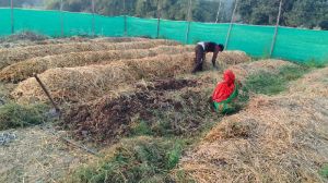 Vermicompost Manure