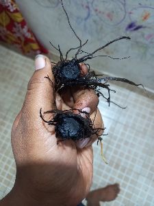 Fresh Black Turmeric