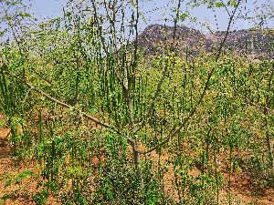 Drumstick Leaves