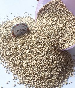 Fresh Quinoa Seeds