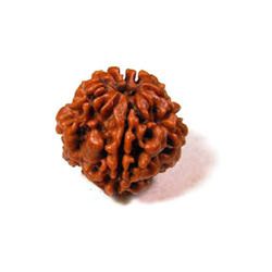 Rudraksha Dana