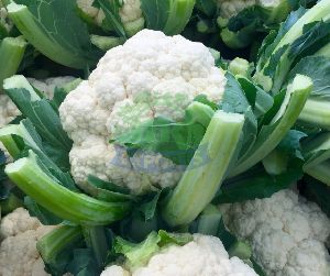 Fresh Cauliflower
