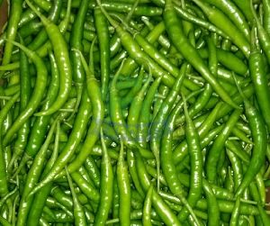 Fresh Green Chilli