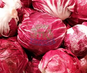 Fresh Red Cabbage