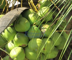 Fresh Tender Coconut