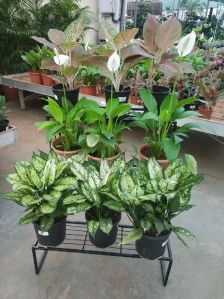 Dieffenbachia Plant