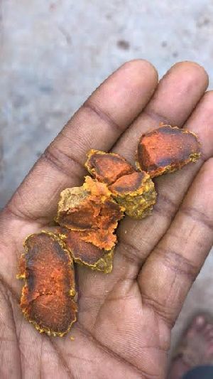 Turmeric Bulb