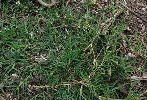 Bermuda Lawn Grass A Grade