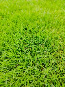 Korean Grass Lawn
