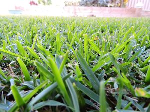Turf Lawn Grass