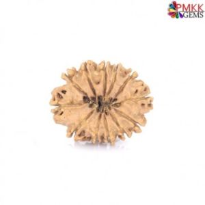 Natural Nepali 12 Mukhi Rudraksha