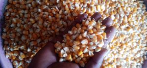 Maize Grain