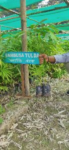 Bambusa Tulda Plant