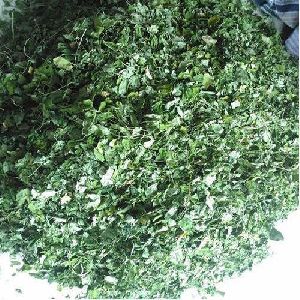 Medicinal Moringa Leaves