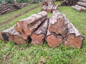 Teak Wood Logs