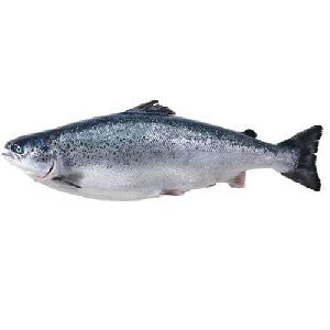 Fresh Whole Salmon Fish with Head