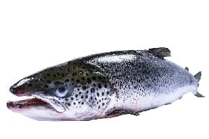 Fresh Whole Salmon Fish Without Head