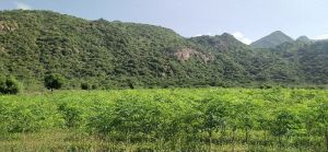 Moringa Dry Leaves