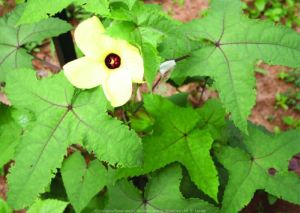 Abelmoschus Moschatus Plant
