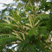Acacia Polyacantha Plant