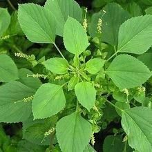 Acalypha Indica Plant