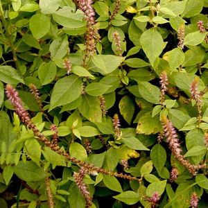 Achyranthes aspera plant