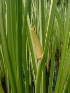 Acorus Calamus Plant