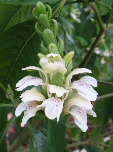 Adhatoda Tranquebariensis Plant