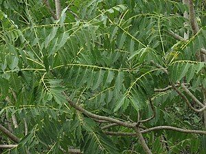 Ailanthus Excelsa Plant