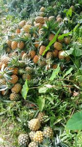 Pineapple Fruit