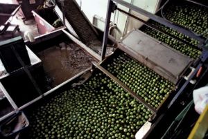 fruit processing plant