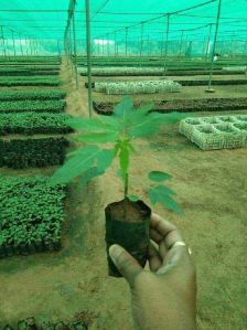 Papaya Plant