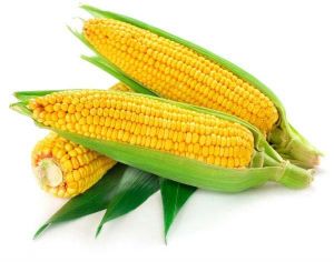 Fresh Yellow Corn