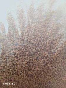 Ajwain Seed (Crome Seed)