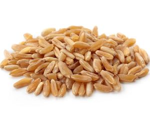 Kamut Wheat Seeds