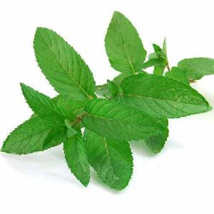 Dehydrated Mint Leaves