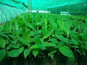 G9 Banana Plant