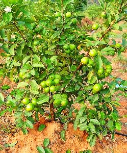 Tissue Culture Guava Plants
