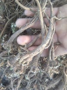 Akarkara Roots