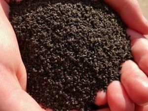 Vermicompost Fertilizer