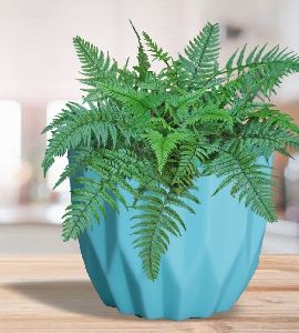 Flora Plastic Pot