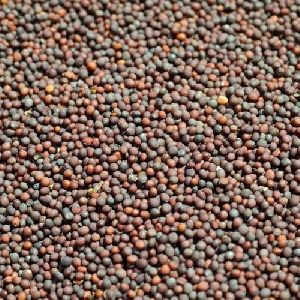 Brown Mustard Seeds