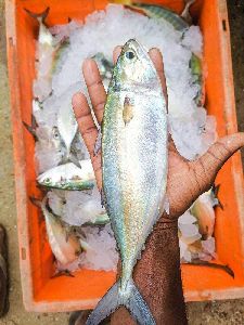 Indian Mackerel Fish