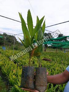 Areca Catechu Plant