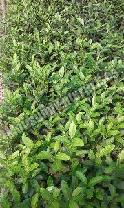 Assam lemon plant