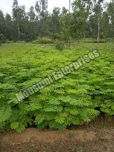 Krishnachura Plant