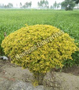 Yellow Bush Plant
